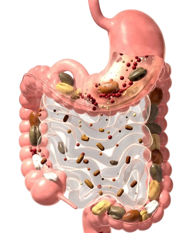 Resetting Your Gut from Within