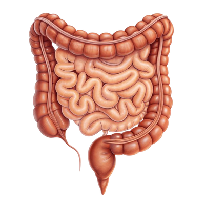 Core Gut Issues Fully Addressed